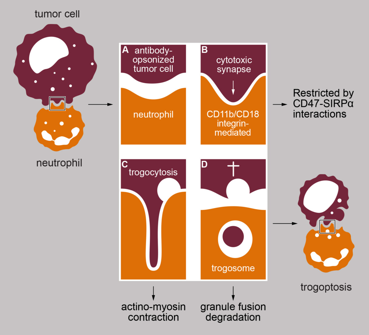 Graphical abstract in Cell Reports - Scicomvisuals
