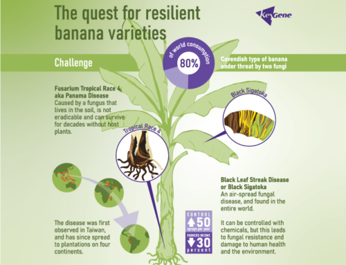 Cavendish under threat